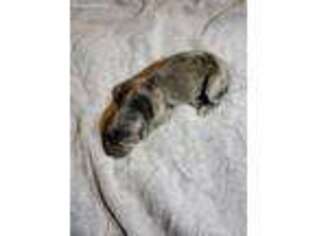 Mastiff Puppy for sale in American Falls, ID, USA