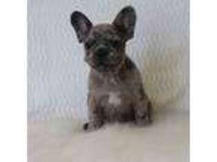 French Bulldog Puppy for sale in Littlerock, CA, USA