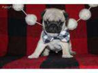 Pug Puppy for sale in Nappanee, IN, USA