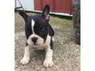 French Bulldog Puppy for sale in Rocky Comfort, MO, USA