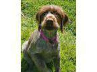 Wirehaired Pointing Griffon Puppy for sale in Clinton, UT, USA