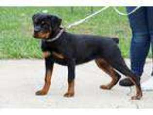 Rottweiler Puppy for sale in Somerset, OH, USA
