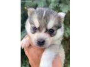 Alaskan Klee Kai Puppy for sale in Winthrop, MN, USA