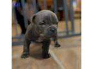 Mutt Puppy for sale in Frackville, PA, USA