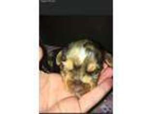 Yorkshire Terrier Puppy for sale in Pilot Rock, OR, USA
