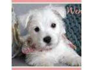 West Highland White Terrier Puppy for sale in Solgohachia, AR, USA