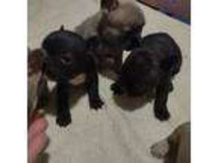 French Bulldog Puppy for sale in Hastings, MI, USA