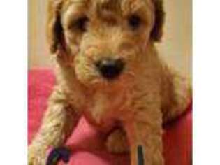 Goldendoodle Puppy for sale in Saginaw, MI, USA