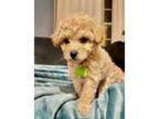 Goldendoodle Puppy for sale in Fredericksburg, VA, USA