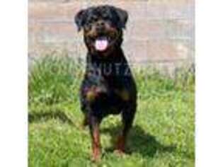 Rottweiler Puppy for sale in Pomona, CA, USA