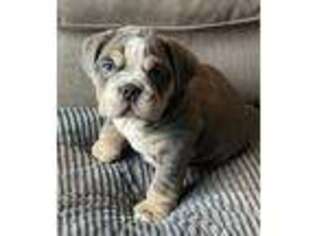Bulldog Puppy for sale in Long Grove, IA, USA