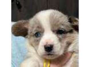 Cardigan Welsh Corgi Puppy for sale in Cambridge, NY, USA