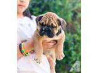 Bulldog Puppy for sale in KING CITY, CA, USA
