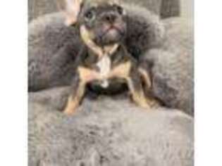 French Bulldog Puppy for sale in Perris, CA, USA