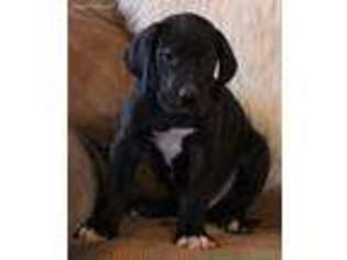 Great Dane Puppy for sale in Bethany, WV, USA