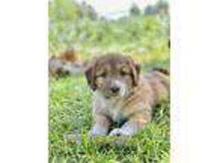 Mutt Puppy for sale in Mccall, ID, USA