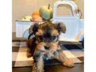 Yorkshire Terrier Puppy for sale in Westfield, IN, USA