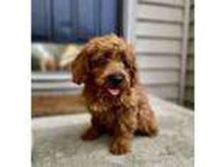 Labradoodle Puppy for sale in Decatur, IN, USA