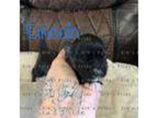 Mutt Puppy for sale in Jasper, FL, USA