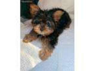 Yorkshire Terrier Puppy for sale in Somerset, NJ, USA