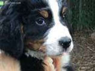 Bernese Mountain Dog Puppy for sale in Golden, CO, USA