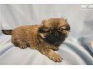 Pekingese Puppy for sale in Hattiesburg, MS, USA