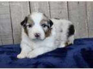 Australian Shepherd Puppy for sale in Kennewick, WA, USA
