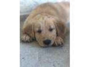 Golden Retriever Puppy for sale in Corpus Christi, TX, USA