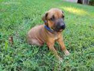 Rhodesian Ridgeback Puppy for sale in Dover, AR, USA
