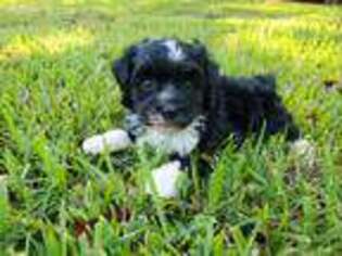 Havanese Puppy for sale in Rock Hill, SC, USA
