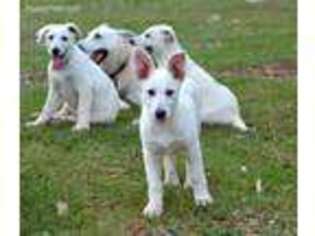 German Shepherd Dog Puppy for sale in Toney, AL, USA
