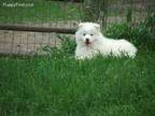 Samoyed Puppy for sale in Manly, IA, USA