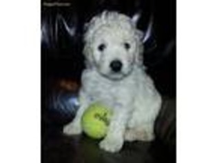 Goldendoodle Puppy for sale in Saint Paul, MN, USA