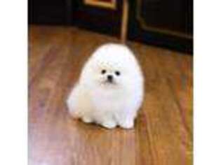 Pomeranian Puppy for sale in Dallas, TX, USA