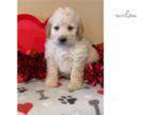 Labradoodle Puppy for sale in Greenville, SC, USA