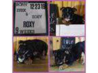 Bulldog Puppy for sale in Pine Village, IN, USA