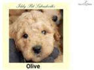 Labradoodle Puppy for sale in Reading, PA, USA