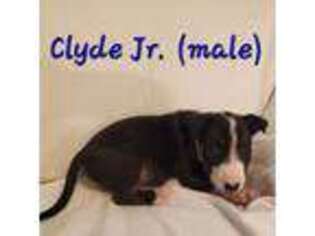 Bull Terrier Puppy for sale in Bloomfield, MO, USA