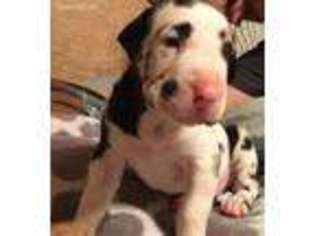 Great Dane Puppy for sale in Sweetwater, TN, USA