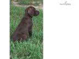 German Shorthaired Pointer Puppy for sale in New Orleans, LA, USA