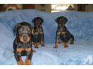 Doberman Pinscher Puppy for sale in LIND, WA, USA