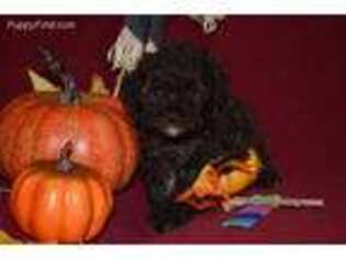 Mutt Puppy for sale in Monroe, NC, USA