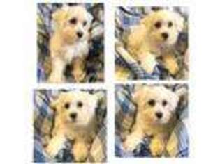 Bichon Frise Puppy for sale in Xenia, IL, USA