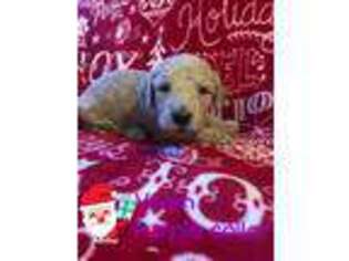 Goldendoodle Puppy for sale in Jerome, ID, USA