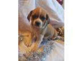 Puggle Puppy for sale in Ava, MO, USA