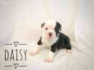 Medium Photo #1 Olde English Bulldogge Puppy For Sale in Lapeer, MI, USA