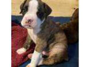 Boxer Puppy for sale in Chester, MD, USA