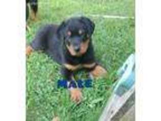 Rottweiler Puppy for sale in Camden, NY, USA