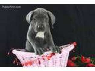 Great Dane Puppy for sale in Millersburg, OH, USA