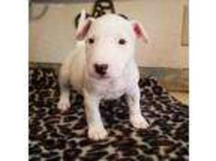 Bull Terrier Puppy for sale in Poteau, OK, USA